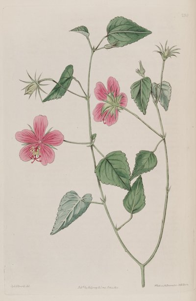 Hibiscus Phoeniceus by Ker Gawler